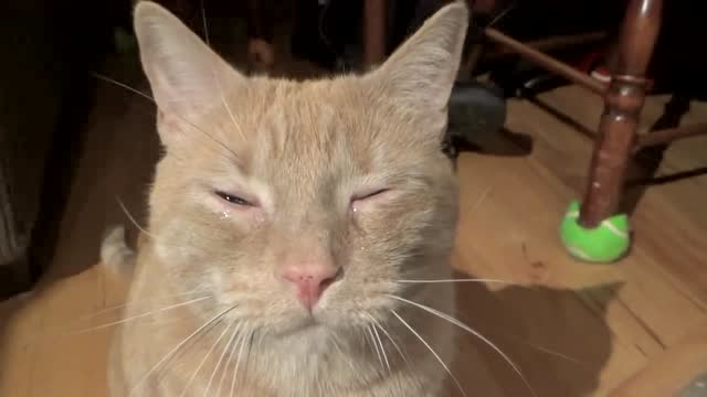 猫咪不小心把玩具弄丢了,居然哭了两眼泪汪汪的哭的可伤心了