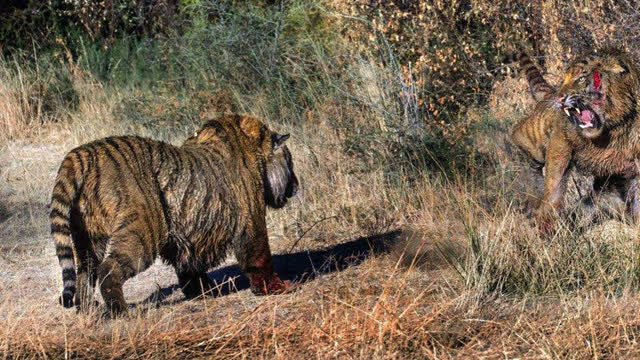 掏肛鬣狗敢单挑狮子,在老虎面前就变成这怂样了!