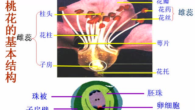 高工课堂人教初一生物上册第二章被子植物的一生第三节开花和结果