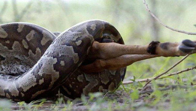 动物世界里干架最疯狂!巨蟒吞食水牛场面太可怕了