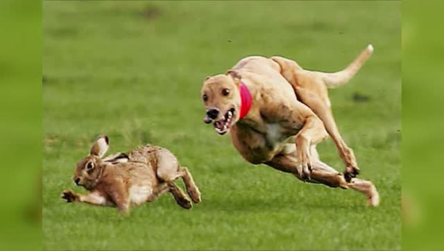 狗狗狂撵兔子,这图都可以做表情包了