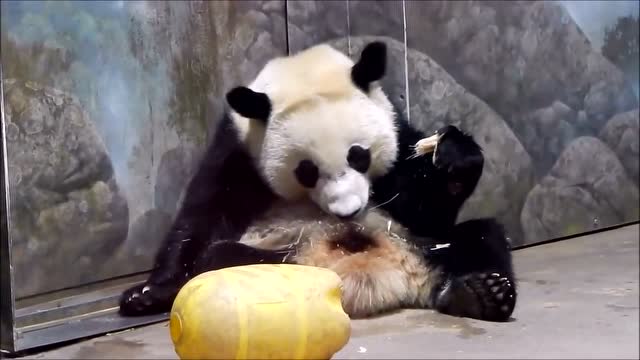 看过这个视频 我开始纠结熊猫吃甘蔗到底吐不吐渣!