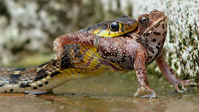 青蛙被蛇吞了一半的时候,下一秒发生的事情 出乎人们的意料!