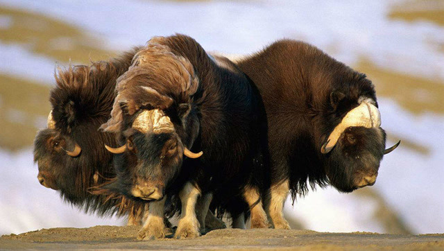 冰河时期幸存者麝香牛,为争头领释放出巨大能量暴力撞击