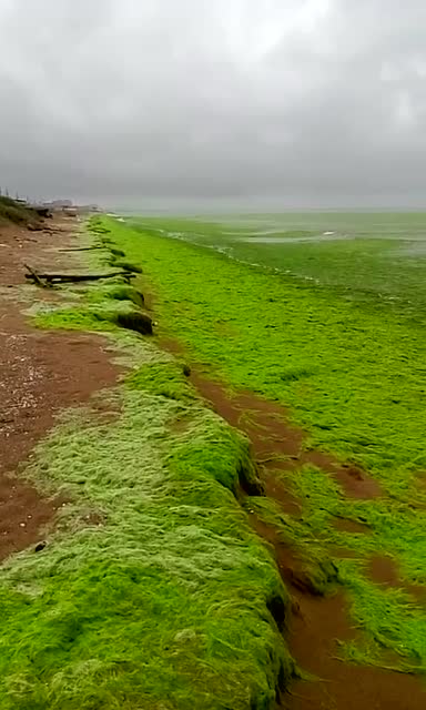 见过绿色海浪吗?美得让你赏心悦目,心旷神怡!
