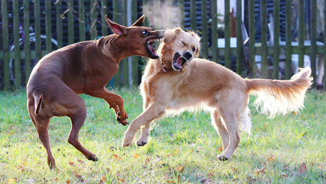 一群狗狗争夺领地,一群狗狗打架,总有狗狗很无奈!