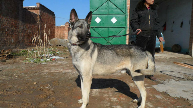 狼青给一千大哥不卖,马犬要六百,弓背要九百,农村狗市品种繁多