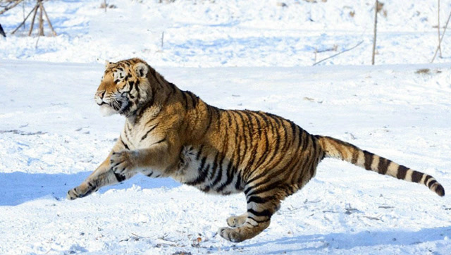 黑龙江东北虎飞扑航拍器,这动作漂亮就差飞起来了