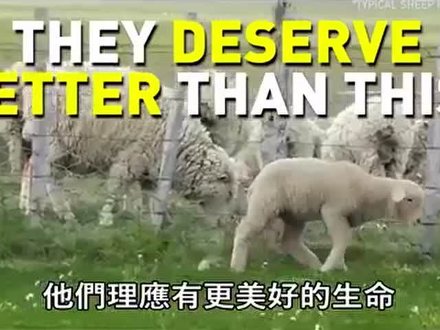 澳洲UGG羊毛雪靴原来是这样来的
