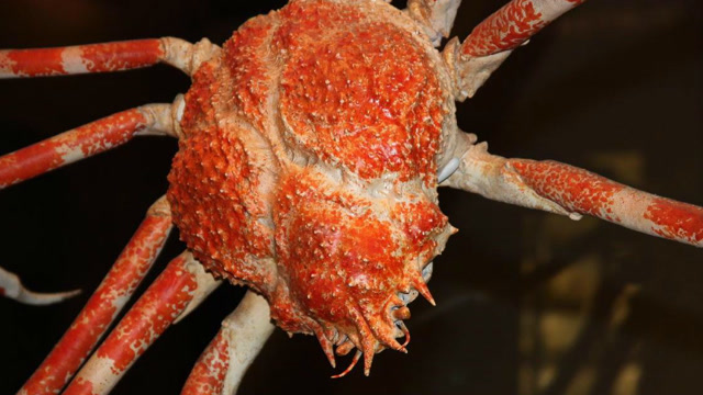 螃蟹之王,活的300多人民币一斤,市场里几乎见不到