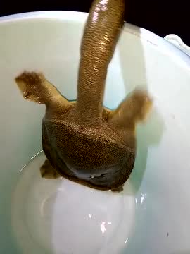 都说缩头甲鱼总以为甲鱼头很短,没想到伸出头来真是又大又长