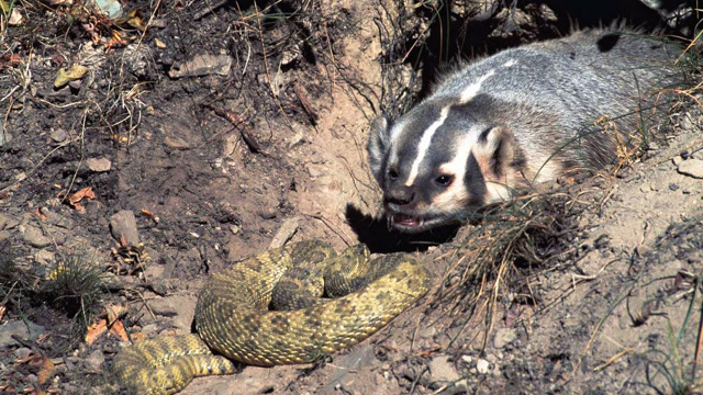 眼镜王蛇战响尾蛇并吞食,美洲獾飞奔过去,一口咬住蛇头就想吃肉