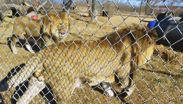 肩高1米2的狮子!两头被称为"英俊"的雄狮!