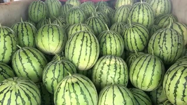 8月24日嘉兴嘉年华5号西瓜展示