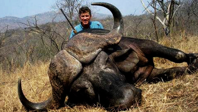 印度体型最大的野牛,重2500斤,主人一间屋子都装不下它!