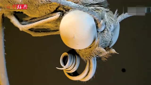 当蚊子被放大8000倍后是什么样子?好像"外星人",太可怕了