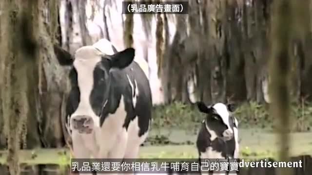 两分钟揭穿乳品业的谎言