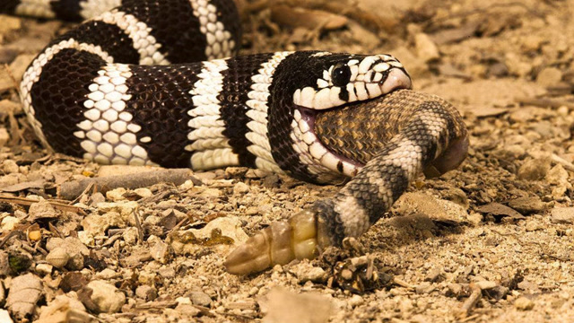 森林王蛇捕杀响尾蛇,响尾蛇根本不是对手,直接整条吞下!
