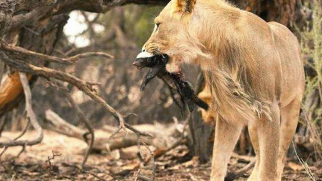 平头哥蜜獾这次真正惹怒了狮群被狮子追到老巢揪出来给结果了