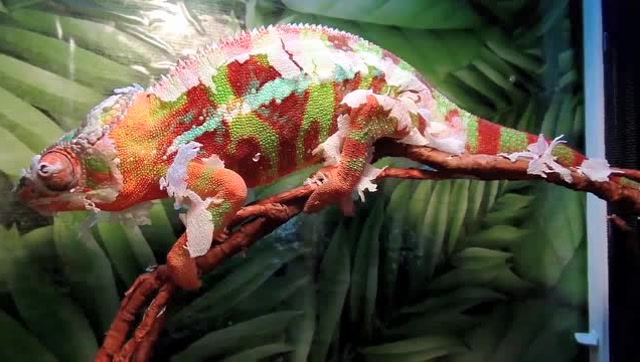 正在蜕皮的七彩变色龙 看起来好搞笑 萌宠的日常