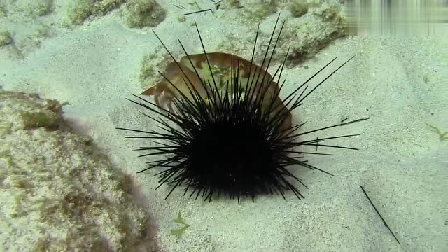 是我螃蟹拿不动刀了,还是你海胆飘了?