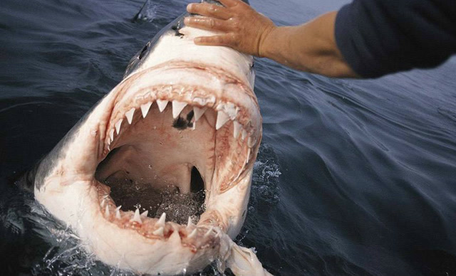 一男子为救美女,徒手与凶猛鲨鱼搏斗