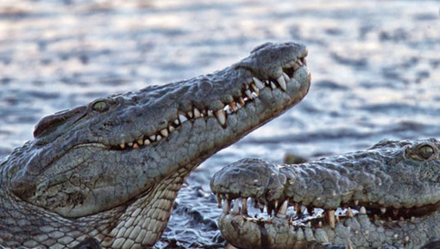 老鳄鱼连自己同类都不放过,兽性大发,真性