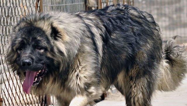 巨型犬斗狗_高加索大战藏獒,场面一发不可收拾