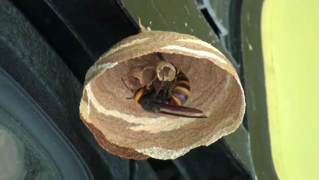 一只马蜂在我家窗框上筑巢,于是架摄像机记录了整个过程!