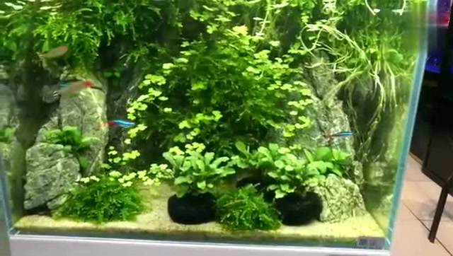 草缸造景如何巧妙使用水草?天胡荽做瀑布,首次见到这种鱼缸景观