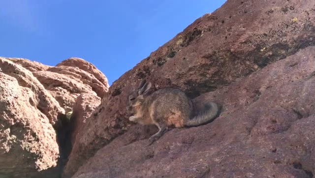 安第斯山脉的野生龙猫在吃好吃的