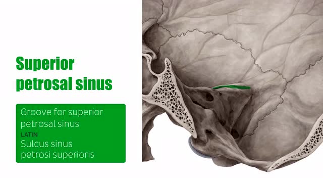 岩下窦解剖示意图