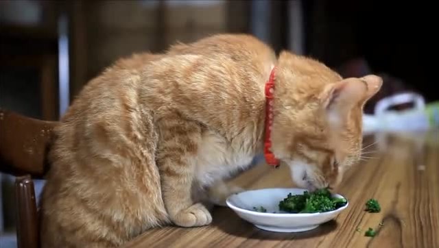 自己乖乖坐餐桌前吃西兰花 这一定是只假橘猫