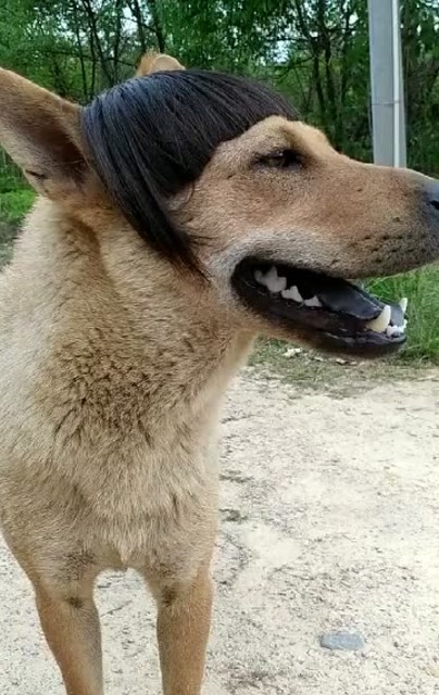 这是不是你们要的齐刘海大眼睛瓜子脸呀?