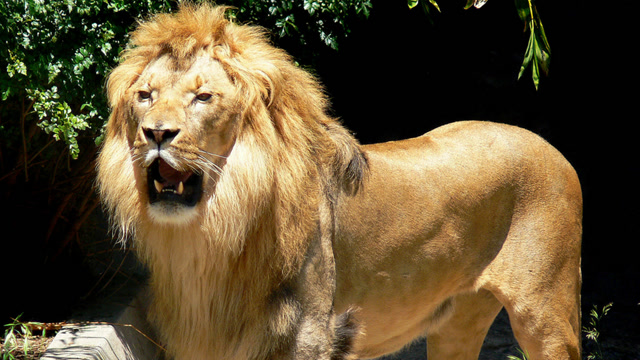 小卷毛狮子!神奇的西非狮,通体金毛的狮子