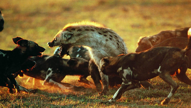 猎狗与鬣狗领地竞争