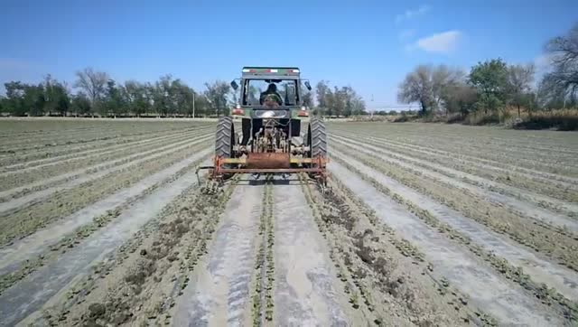 棉花二遍中耕作业