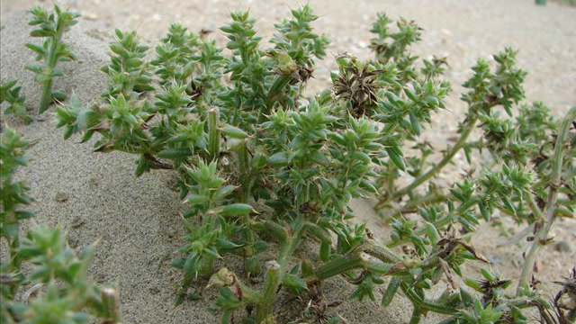 山上这种野草不要踩,山里人常把它煮熟吃,专治高血压头痛!