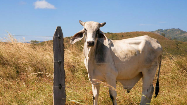 两头白公牛打架,结果角缠在一起了?