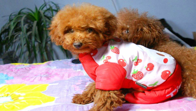 萌宠:泰迪狗狗和小主人的表情动作,简直是同步!