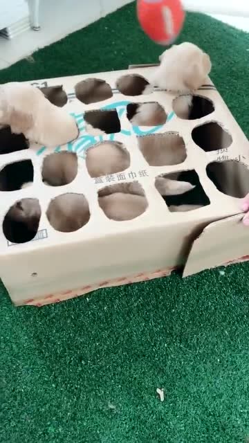 萌宠打地鼠,卡哇伊死了