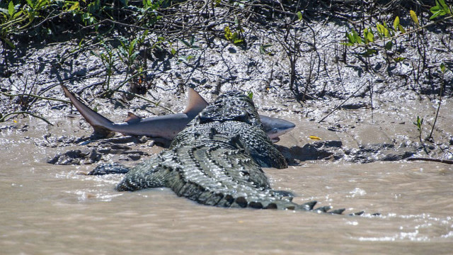 鳄鱼捕猎杀鲨鱼,鲨鱼被咬下鱼鳍在劫难逃,镜头拍下全过程