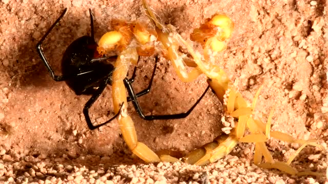 黑寡妇蜘蛛将母蝎子捆绑,抢走蝎宝宝打包吃掉