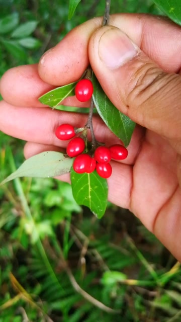 野生山胡椒,不知道吃的胡椒是不是它?