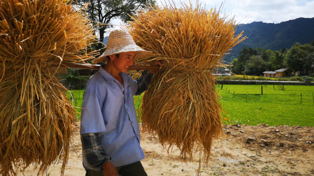 以前在农村能挑起这一担稻把子的庄稼人,才能娶上媳妇