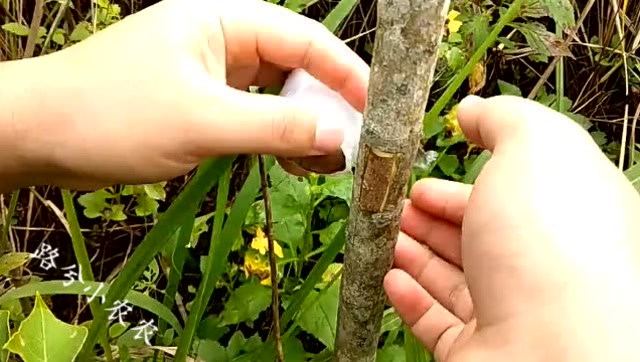 老师傅现场演示方块芽接方法,操作简单,成活率高