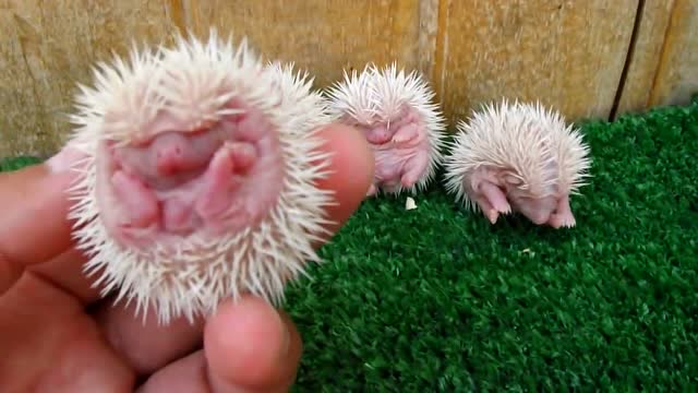 刺猬宝宝刚出生是不会扎到妈妈的,这是它们出生几个礼拜后的样子