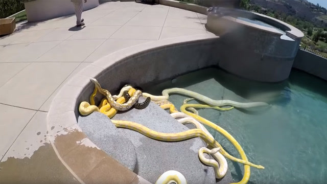 给蟒蛇租游泳池,老外都这么有钱吗?看完头皮发麻!