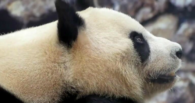 大熊猫手臂托腮陷入深思:熊生意义何在?认真的表情萌死个人