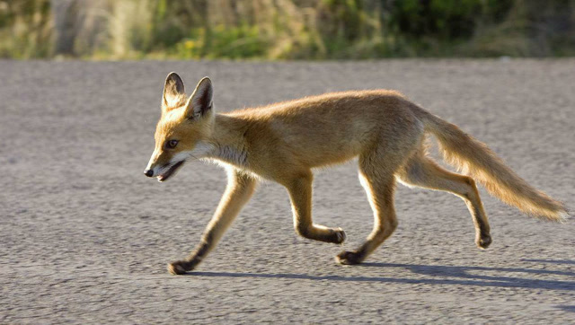 澳洲狐狸又泛滥了,居民捕获狐狸可获得奖励,在中国根本不会发生